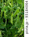 green peas in the garden 93184064