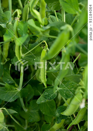 green peas in the garden 93184064