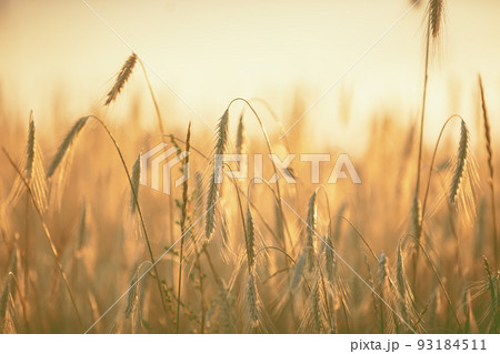 Golden wheat field at sunset. Beautiful nature 93184511