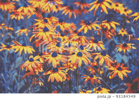 Vintage blooming Rudbeckia hirta (Black-eyed Susan) flowers in the summer garden. Nature background 93184549