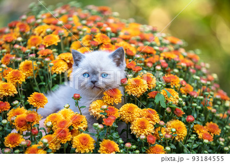 Cute little kitten in the garden in chrysanthemum flowers 93184555