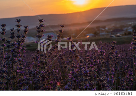 Beautiful sunset in the lavender fields 93185261