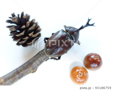 カブトムシ　夏休み　子供 93186759