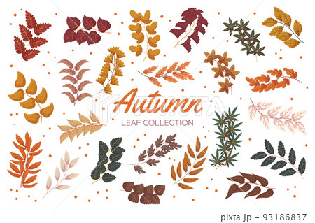 Vintage autumn forest branches with leaves collection. Flat hand drawn vector illustration set of foliage Vintage autumn forest branches with leaves collection. Flat hand drawn vector illustration set of foliage 93186837