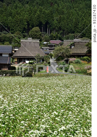 かやぶきの里 美山 蕎麦の花咲くころ かやぶきの里 美山 蕎麦の花咲くころ 93187430