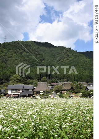 かやぶきの里 美山 蕎麦の花咲くこと かやぶきの里 美山 蕎麦の花咲くこと 93187448