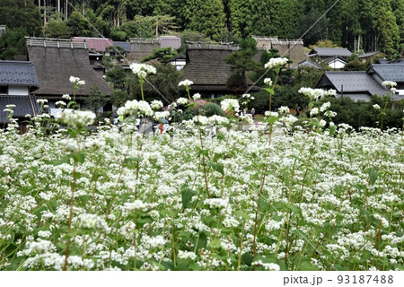 かやぶきの里 美山 蕎麦の花咲くころ かやぶきの里 美山 蕎麦の花咲くころ 93187488