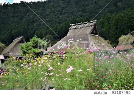 かやぶきの里 美山 蕎麦の花咲くこと かやぶきの里 美山 蕎麦の花咲くこと 93187496