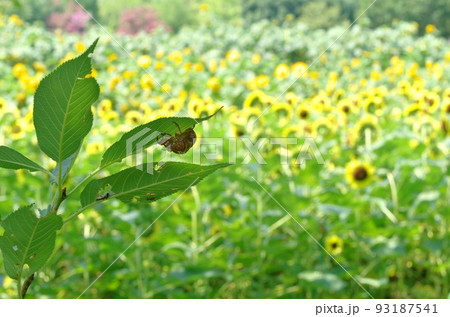 夏の思い出 93187541