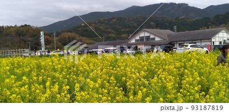 菜の花畑のある道の駅 菜の花畑のある道の駅 93187819