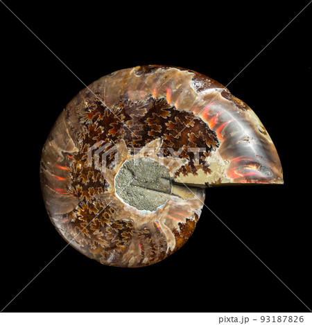 Ammonite fossil shell Ammonite fossil shell 93187826
