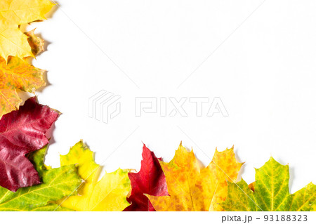 Border of Autumn bright colorful maple leaves on white. Top view with copy space Border of Autumn bright colorful maple leaves on white. Top view with copy space 93188323