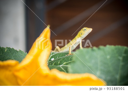 Yellow Thai Chameleon on leaf , Reptile in Thailand Yellow Thai Chameleon on leaf , Reptile in Thailand 93188501