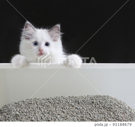 猫 動物 幼い 93188679