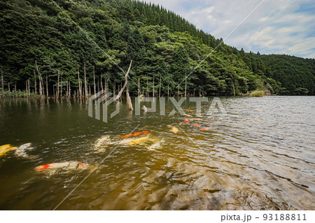 水没林と鯉 水没林と鯉 93188811