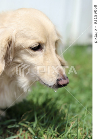 ヨダレを垂らしているシニアのミニチュアダックス　クリームダックス 93189069