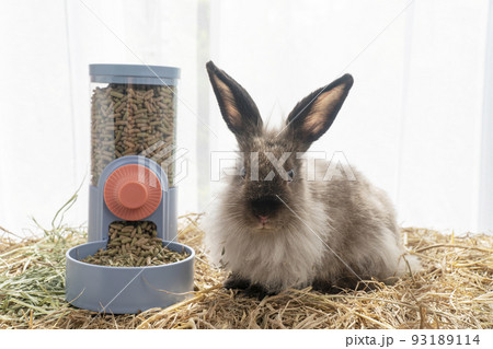 Automatic pellet 2025 feeder rabbit