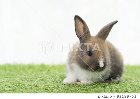 Fluffy rabbit easter bunny sitting green grass in spring summer background. Infant dwarf bunny 93189753