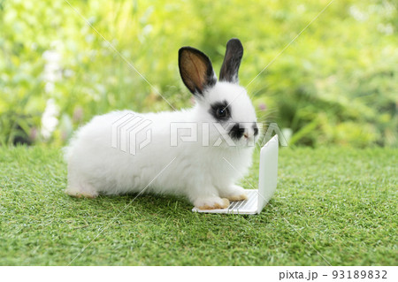 Tiny cuddly rabbit bunny with small laptop sitting on the green grass.Lovely white black baby rabbit Tiny cuddly rabbit bunny with small laptop sitting on the green grass.Lovely white black baby rabbit 93189832
