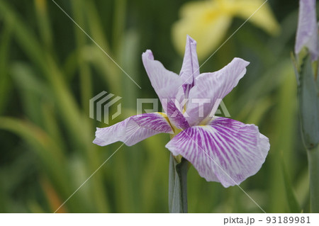 ガーデニング　菖蒲、 93189981