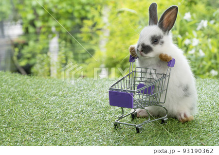 Adorable baby rabbit white black pushing empty purple shopping basket cart while walking on green 93190362