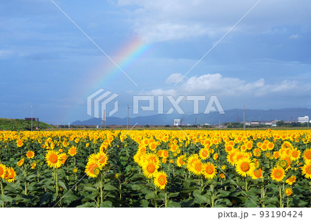 虹とひまわり9811- 93190424