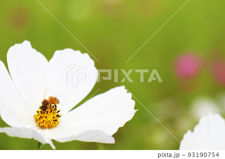 左下白いコスモスの蜜を吸うミツバチ【コピースペースあり横型】 左下白いコスモスの蜜を吸うミツバチ【コピースペースあり横型】 93190754