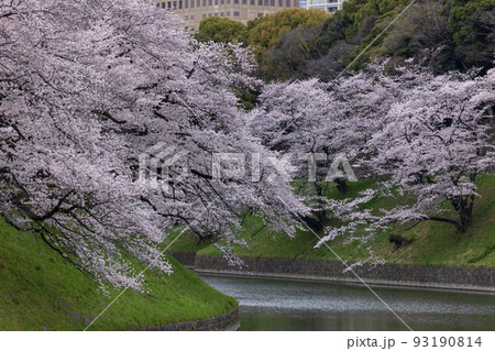 千鳥ケ淵の満開の桜 93190814