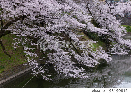 千鳥ケ淵の満開の桜 93190815