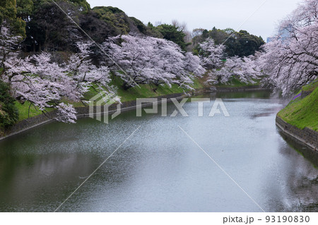 千鳥ケ淵の満開の桜 千鳥ケ淵の満開の桜 93190830