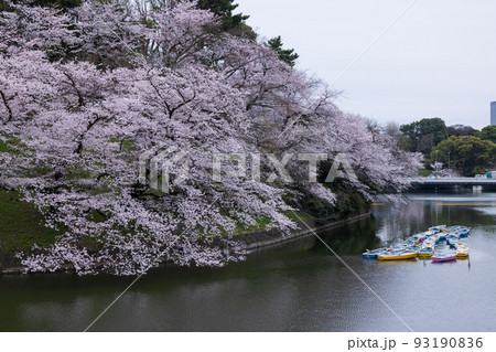 千鳥ケ淵の満開の桜 93190836