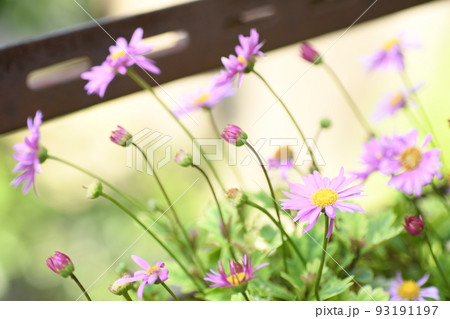 綺麗な紫色のブラキカム【5月】 93191197