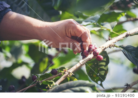 Man Hands harvest coffee bean ripe Red berries plant fresh seed coffee tree growth in green eco organic farm. Close up hands harvest red ripe coffee seed robusta arabica berry harvesting coffee farm Man Hands harvest coffee bean ripe Red berries plant fresh seed coffee tree growth in green eco organic farm. Close up hands harvest red ripe coffee seed robusta arabica berry harvesting coffee farm 93191400