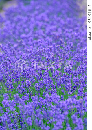 富良野、綺麗な濃い紫色のラベンダー畑、北海道 93191615
