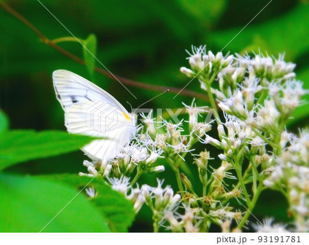 きれいな蝶 きれいな蝶 93191781