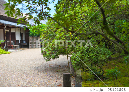 金剛寺_深緑の樹々と庫裡 93191898