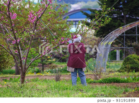 桃の花の摘花作業　桃の花の摘花する農婦の様子 93191899