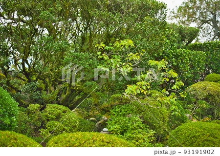 金剛寺_深緑の樹々ら 93191902