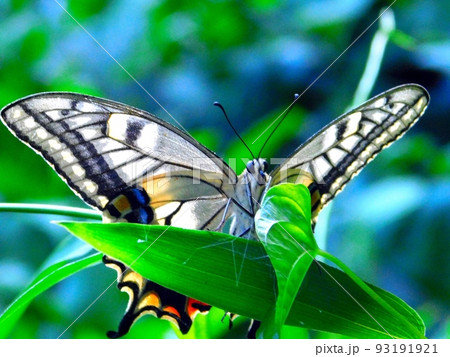 アゲハ蝶 93191921