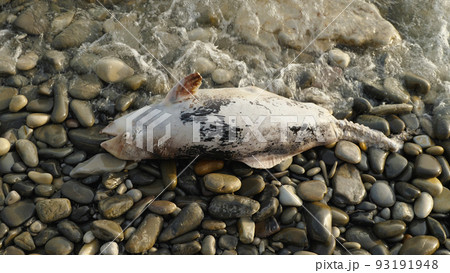 The dead body of a dolphin is dumped on a rocky seashore. Dolphins are dying because of pollution. Environmental problems. 93191948