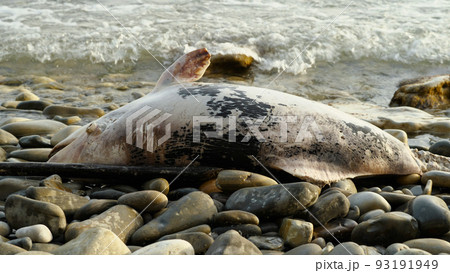 A dead dolphin stranded on a rocky shore lies on the beach. Pollution is killing marine animals. Environmental problems. A natural disaster. 93191949