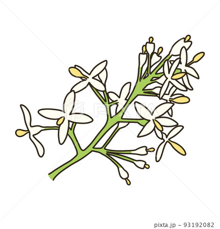 シマトネリコ 93192082