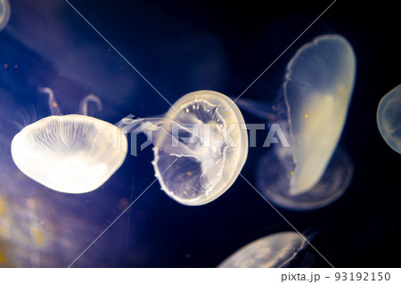 クラゲファンタジー 93192150