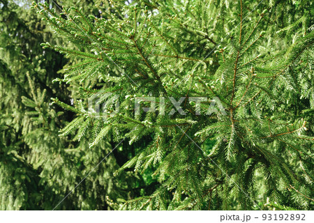 Bright green branches of a spruce tree Bright green branches of a spruce tree 93192892
