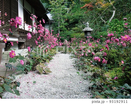 京都　善峯寺の秋明菊が咲いているお庭 93192911