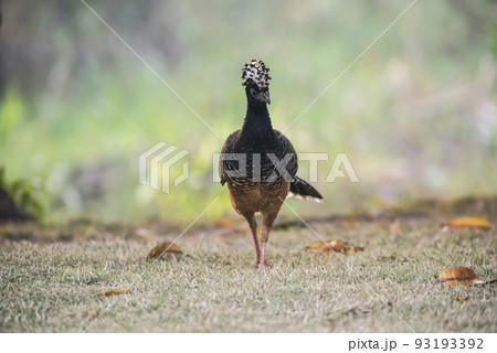 Bare faced Curassow, Mato Grosso National Park, Brazil Bare faced Curassow, Mato Grosso National Park, Brazil 93193392