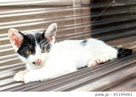 白黒の可愛い子猫 白黒の可愛い子猫 93194001