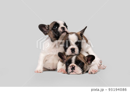 Three cute french bulldog puppies sleep on a bed on a white plaid. 93194086