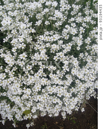 snow white flower is the Snow in-Summer flowers also called Cerastium tomentosum snow white flower is the Snow in-Summer flowers also called Cerastium tomentosum 93194435