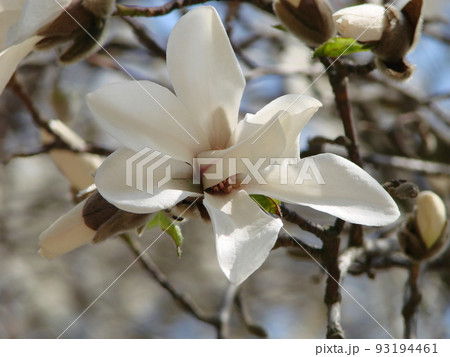 Flowering Magnolia Tulip Tree. Chinese Magnolia x soulangeana blossom with tulip-shaped flowers Flowering Magnolia Tulip Tree. Chinese Magnolia x soulangeana blossom with tulip-shaped flowers 93194461